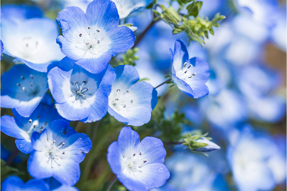 ネモフィラの画像